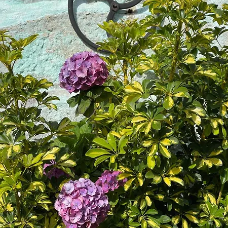 Casa Do Albano 维亚纳堡