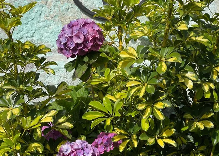 Casa Do Albano Viana do Castelo